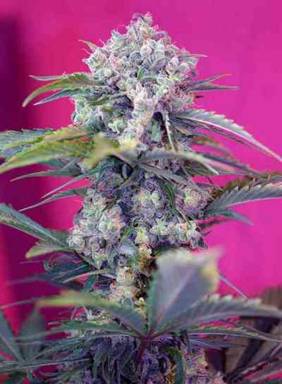 Cream Mandarine Auto > Sweet Seeds | Autoflowering Cannabis   |  Hybrid